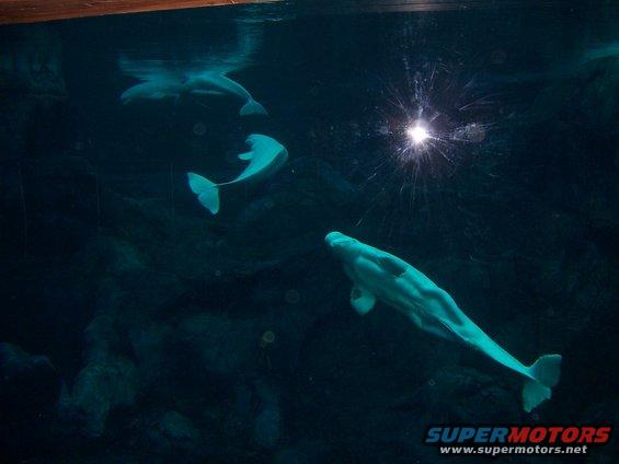 Three beluga whales swim in dark water, one in foreground