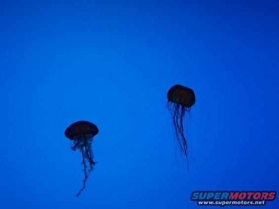 Two jellyfish float in blue water. Supermotors.net logo in corner