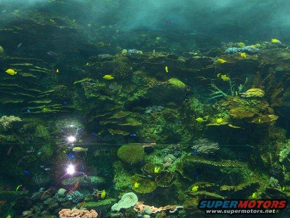 Underwater coral reef with yellow and blue fish, reflections visible on glass