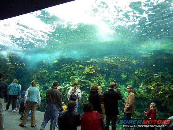 People observing underwater coral reef in a large aquarium