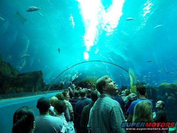People looking at fish in an underwater tunnel at an aquarium