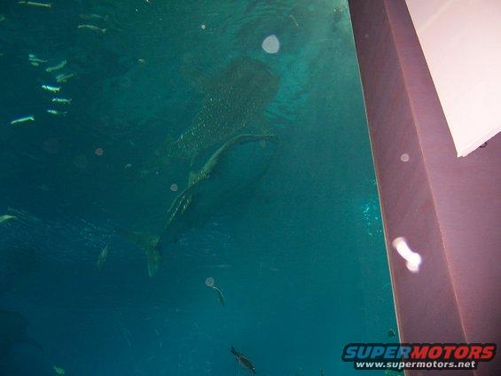Whale shark swimming with smaller fish in a large aquarium tank