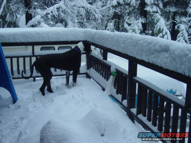 Black and white dog with purple collar on a snow-covered deck, looking over the railing