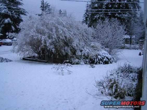 Cars parked in a snowy yard with snow-covered trees and bushes