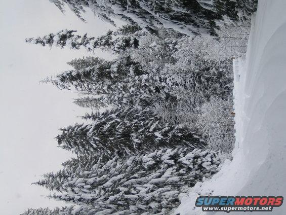 Snow-covered pine trees and a snowbank beside a road