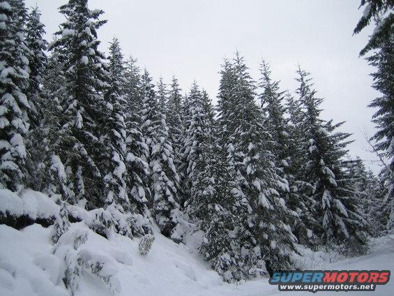 Snow-covered evergreen trees on a slope under an overcast sky. A watermark reads SUPERMOTORS