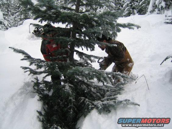 People cutting a tree in a snowy forest