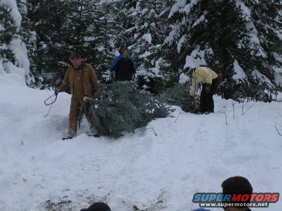 People in a snowy forest cutting down a Christmas tree. One person holds a saw