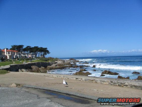 Coastal scene with buildings and trees on a cliff overlooking the ocean, a seagull stands on a sandy path