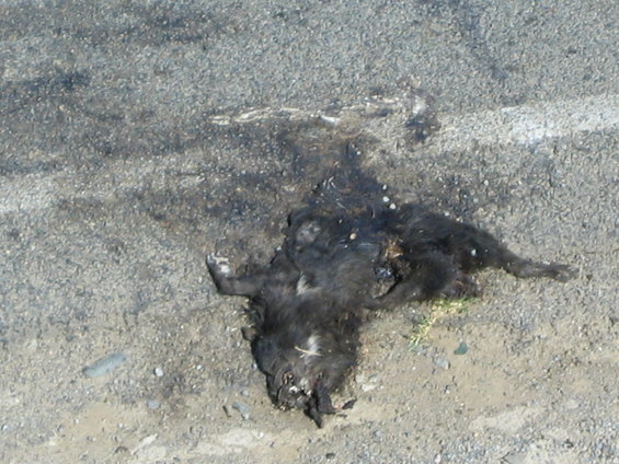 img_0663.jpg Ewwww More Road Kill....
