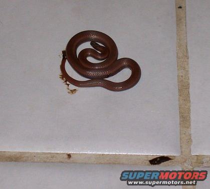 Brown snake coiled on a white tiled surface with grout lines. A small amount of brown material is near the snake's tail