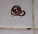 1994 Ford F-150 - A brown snake is coiled on a white tiled surface. The image contains a watermark for supermotors.net.