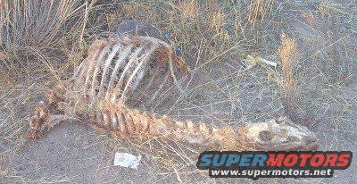 Animal skeleton lying on the ground amidst dry brush. A watermark reads SUPERMOTORS