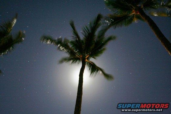 Palm trees silhouetted against a starry night sky with a bright moon