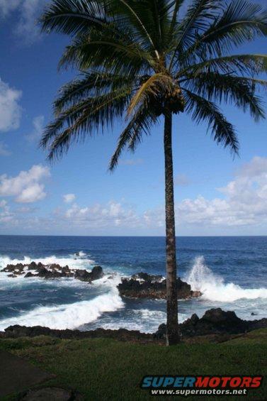 Ocean waves crash on rocks near a palm tree under a blue sky with clouds