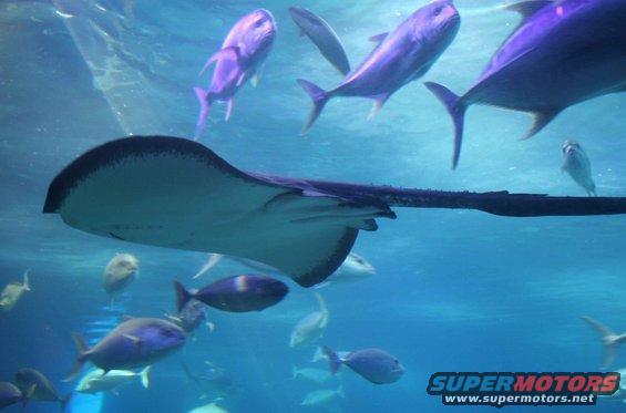 Underwater scene with stingray and purple fish