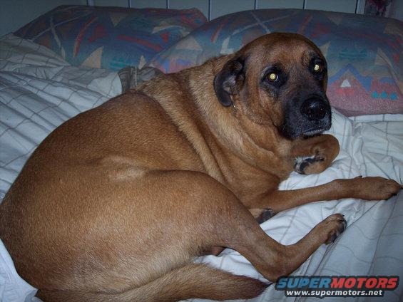 Brown dog lying on a bed with pillows