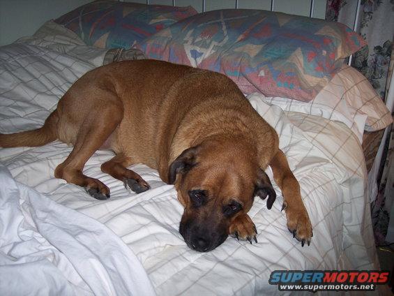 Brown dog resting on a bed with pillows
