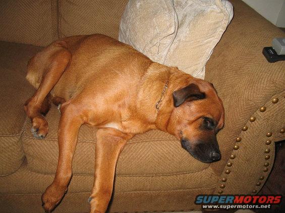 Brown dog sprawled out asleep on a textured couch next to a pillow. Some decorative studs are visible on the couch arm