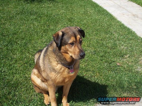Dog sitting on green grass next to a concrete path