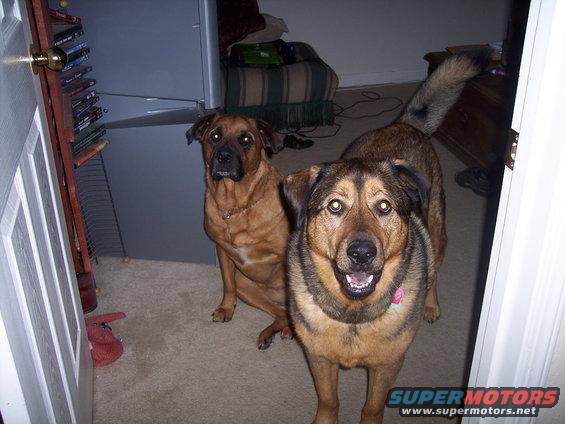 Two dogs are in a room, one sitting and one standing. A watermark says SUPERMOTORS.NET