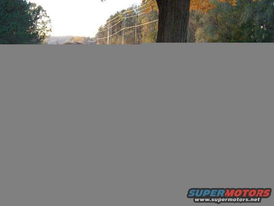 Tree trunk in foreground with a fence and trees in the background