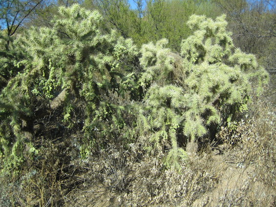 cholla cactus plant in dry, desert-like environment with green and brown foliage