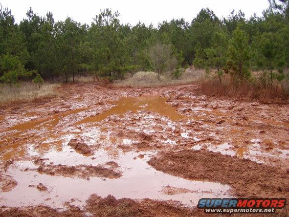 Muddy track with tire ruts and puddles, leading into a pine forest