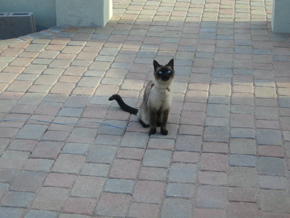 Siamese cat with blue eyes on a leash, sitting on a paved patio