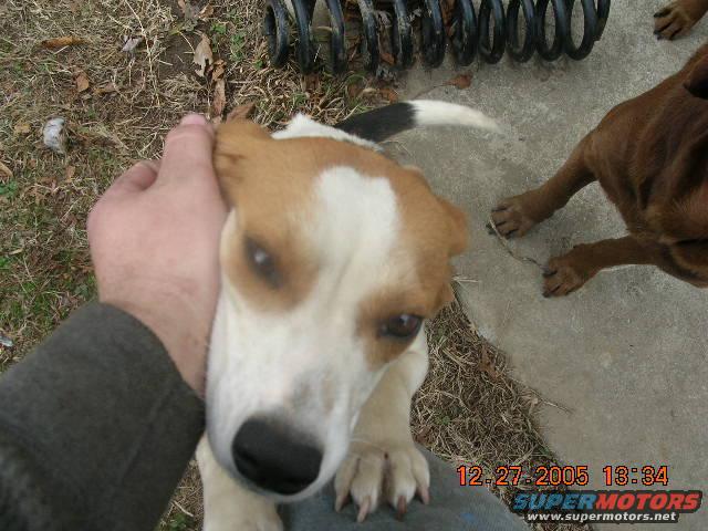 dscn0498.jpg Macy, the beagle that I got for my ex-girlfriend..Atleast a dog is all I got stuck with