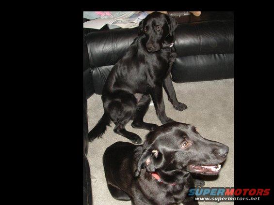 dogs.jpg 