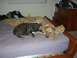 1996 Ford Probe - Two dogs are relaxing on a bed, with clothes piled on the headboard and a dresser in the background.
