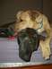 1996 Ford Probe - A light brown dog rests its head on a brindle dog as they lie together on a bed.