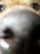 1996 Ford Probe - This is a very blurry photo of what appears to be a stuffed animal's face.