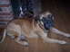 1988 Ford Bronco - A large mastiff dog with striking blue eyes rests on a wooden floor, with a brick wall and lamp in the background.