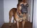 1988 Ford Bronco - A large mastiff-type dog stands in a hallway, looking towards the camera.