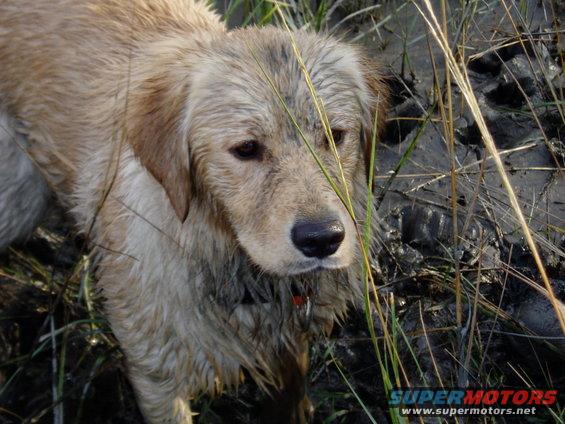 my pup on opening day of duck season
