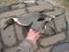 1992 Ford Bronco - A Northern Pintail duck is displayed on a shingled surface, its distinctive plumage visible.