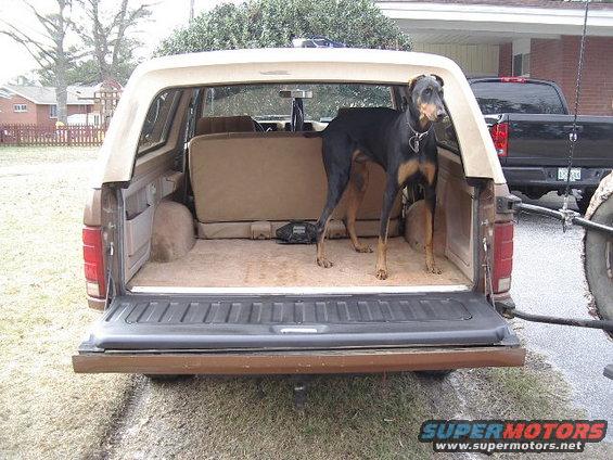 Happy big goofy doberman