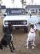 1974 Ford Bronco - A white 1974 Ford Bronco is parked in a residential area with two Great Danes in the foreground.