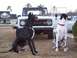 1974 Ford Bronco - A white 1974 Ford Bronco is parked on a lawn with two Great Danes sitting in front of it.