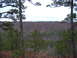 1999 Honda RANCHER - A wide shot of a forest landscape, likely in late autumn or early spring, with a watermark in the corner.