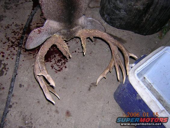Deer antlers and carcass on concrete floor with blood splatter and a blue cooler