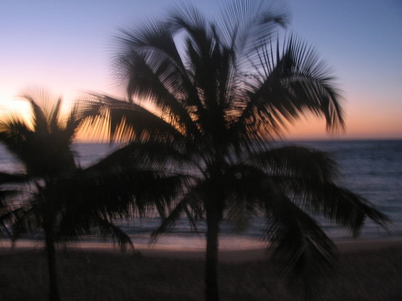 Silhouetted palm trees against a purple and orange sunset sky over the ocean