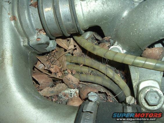 engine bay filled with leaves and dirt, with hoses visible