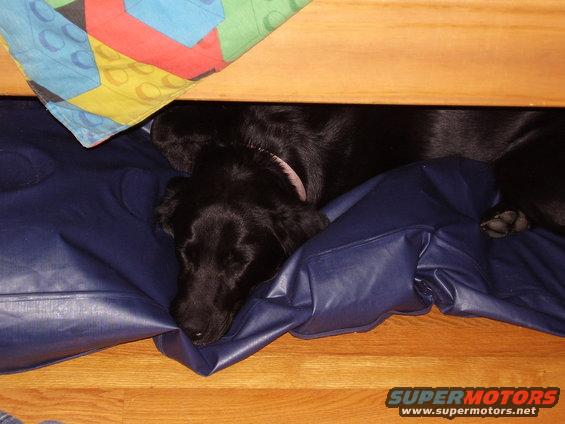 p1200037.jpg Savanna sleeping under the bunk beds. 