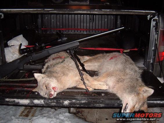 2 yotes taken with 223 WSSM