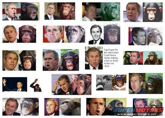 bushmonkey.jpg 