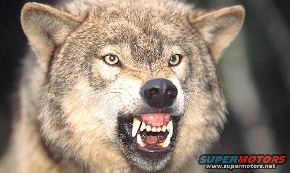 Close-up of a snarling wolf with bared teeth