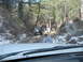1993 Ford Bronco - Two vehicles navigate a challenging off-road path through a wooded area with scattered snow.